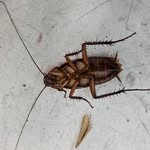 Roach - @frederick_roaches - Instagram
