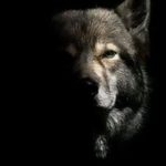 Frédérick Schall - @frederickschall - Instagram