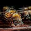 Busy Bee Honey Apiaries - @bruce.frederick.swart - TikTok