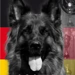 Frederick the black shepherd - @frederick.von.worldsheperd - Instagram