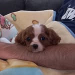 Frederick DWolfg Simpson - @freddie_appreciation_society - Instagram
