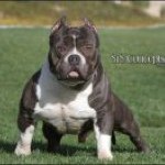 Frederick Simpson - @bugattibluebulliesjingles - Instagram