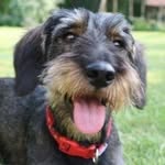 Fredrick Snowden - @fred_the_dog1257 - Instagram