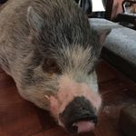FREDERICK STEINER - @fred_the_pig123 - Instagram