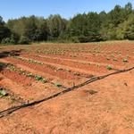 Frederick Stokes - @camillefarmsllc - Instagram