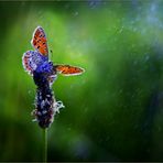 Frederick Villa - Facebook