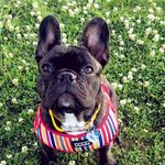 Frederick Vincent - @frederick_the_frenchbulldog - Instagram