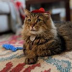 Frederick Vincent Spaghetti - @frederick.spaghederick - Instagram