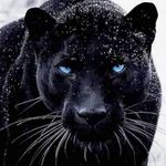 Frederick Whitfield - @dougwhit56 - Instagram