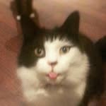 frederick wilbur attickus miau - @hrh_prince_freddy_cat_l - Instagram