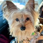 Freddie - @sir_frederick_yorkie - Instagram