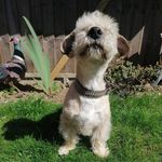 Frederick - @frederick_bichon_yorkie - Instagram