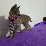 Fredi Avalos - @avalos.fredi - Instagram