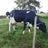 Fredi Osorio - @fredi.osorio - TikTok