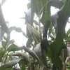 Fredi Reyes - @fredi.reyes61 - TikTok