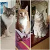 fredi rossi - @fredi.rossi - TikTok
