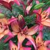Fredia Thomas - Facebook