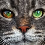 Fredrick Benson Chacha - @fredrickbensonchacha - Instagram