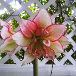 fredrick bradley - @fredrickbradley733 - Instagram