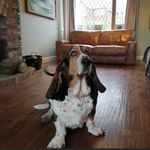 Fredrick Cooper 🌟 - @fred_thebestbasset - Instagram