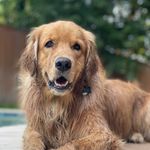 Frederick Scooter Curry “Fred” - @fredsbestlife - Instagram
