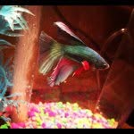 Frederick Gardner - @frederickgard - Instagram