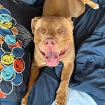 Fredrick Gardner Padua - @fredrick_the__doggo - Instagram