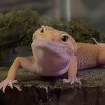 Fredrick Gregory Powell - @fredrick.the.fredzilla - Instagram
