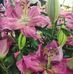 Frederick Charles Gross - Facebook