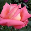 fredrickvhart29272 - @fredrickvhart29272 - TikTok