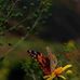 Fredrick Helms - Facebook