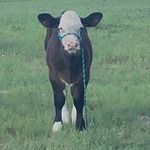 Fredrick Henderson - @fredrick__simbrah_simmental - Instagram