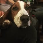 Fredrick Von Woofin Houser - @fredrickvonwoofinhouser - Instagram
