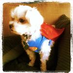 Mr. Fredrick Jenkins 🐾🐶 - @mrfredrickjenkins - Instagram