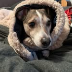 Fredrick Keith Humphreys - @fredthejackrussel - Instagram