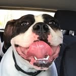Fredrick Plummer - @zannahthedog - Instagram