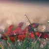 Fredrick Ramirez - @fredrick263 - TikTok