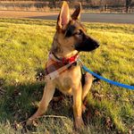 Freddie - @sir_fredrick_russell - Instagram