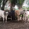 🦂Frederick 🐼 Sanchez🦂 - @frederick.sanchez72 - TikTok