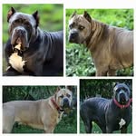 Fredrick Terrell - @noblemastiffs - Instagram