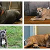 Fredrick Terrell - @noblemastiffs - TikTok