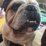 Fredrick Williamson - @_im.a.dog_ - Instagram