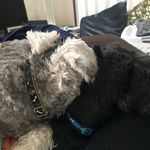 squishy, freddie, & winston - @squishy_fredrick_n_winston - Instagram