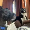Freedom Meadows Homestead - @freedommeadows - TikTok