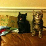 Django+Freeman the wonder cats - @django.free.man - Instagram