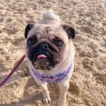 Freida Bean - @freida.pug - Instagram