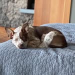 Pinto Bean DOB 05/05/20💃🏽 - @freida.pinto.bean - Instagram