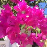 Frieda Dalton - @friedadalton - Instagram