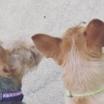 Fritzie And Freida Drake - @drakesmutts - Instagram