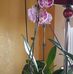 Frieda Ford - Facebook